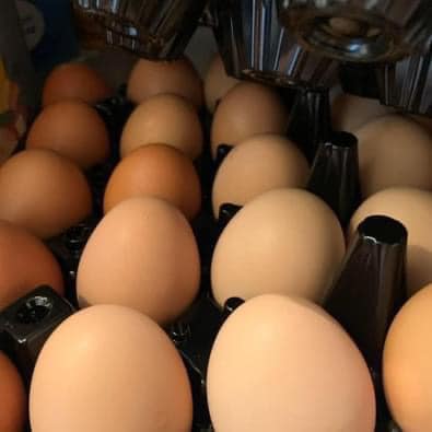 480737712 598974369772279 6510067373381679855 n