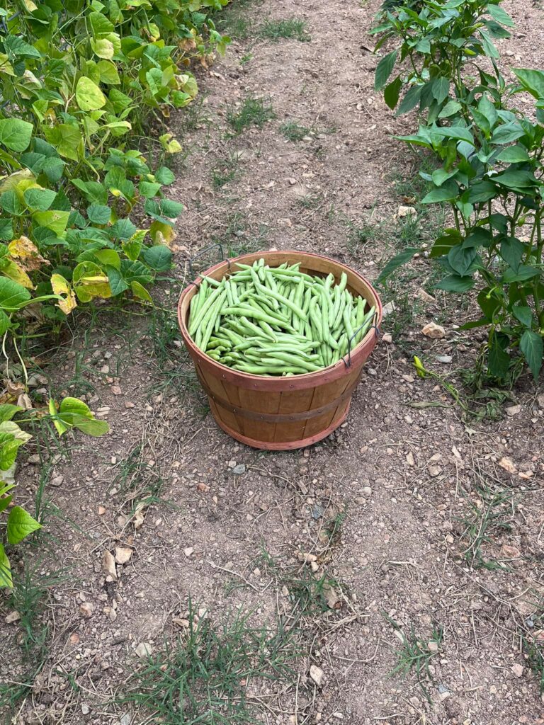 485974557 9737292246289924 8366729480829994107 n