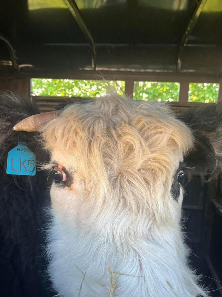 486135528 631940546475661 4561423853705104033 n