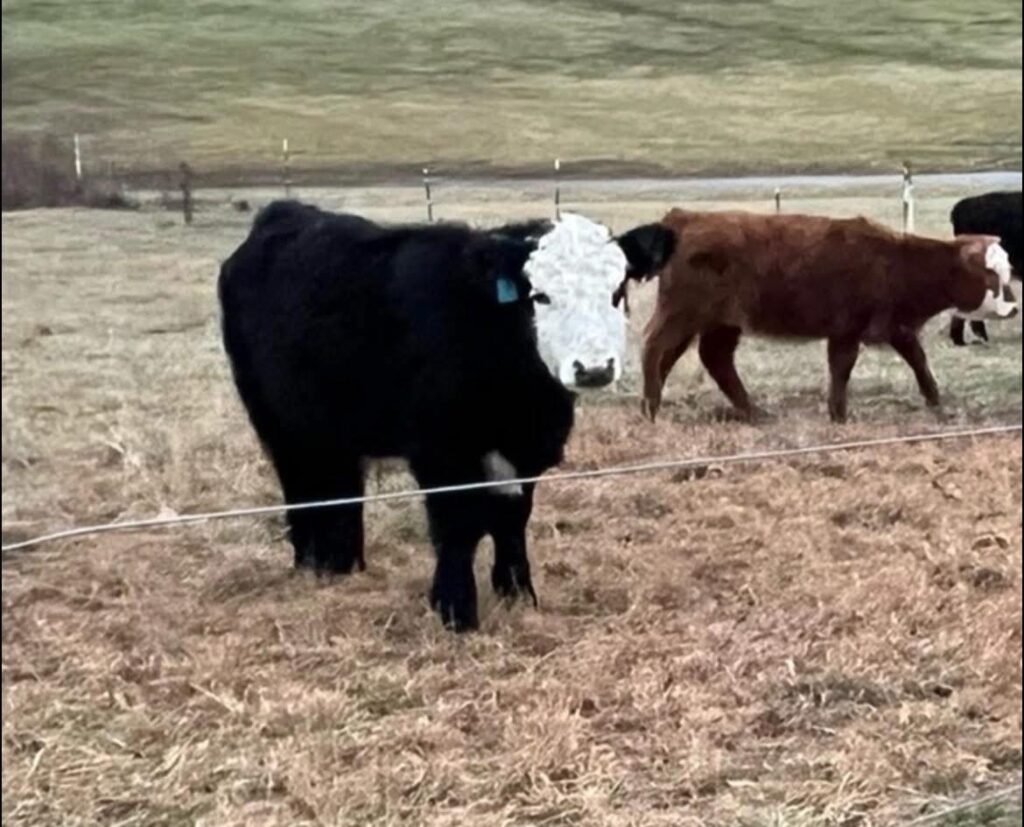 486652374 631940523142330 6524208423887599977 n