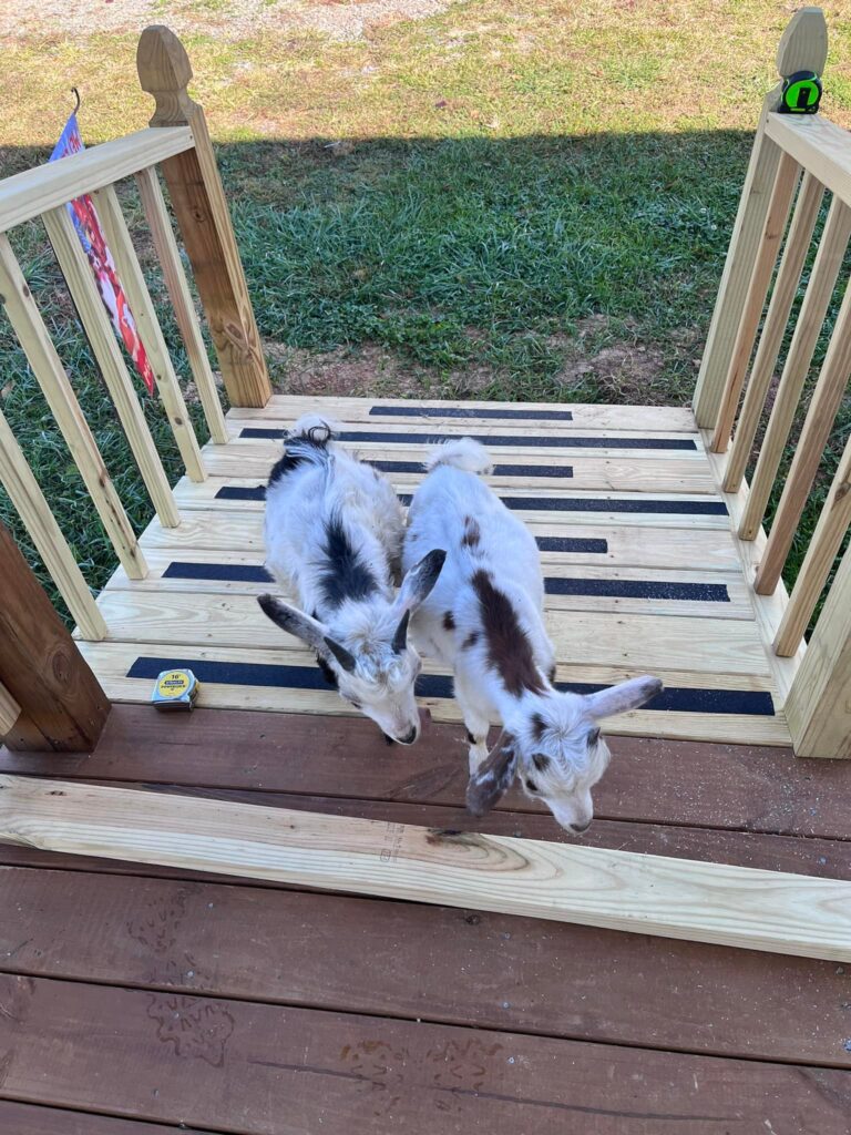 494077754 9996167543735725 977305944666488390 n