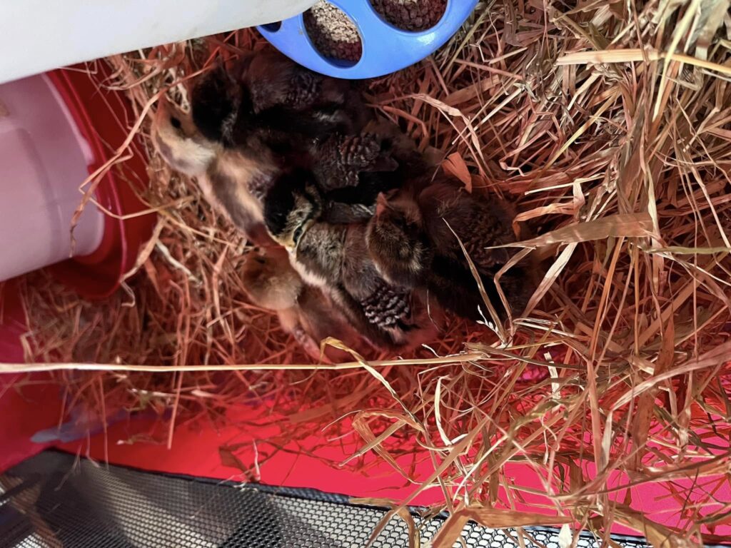 495371616 10021217461230733 1987877403104985347 n