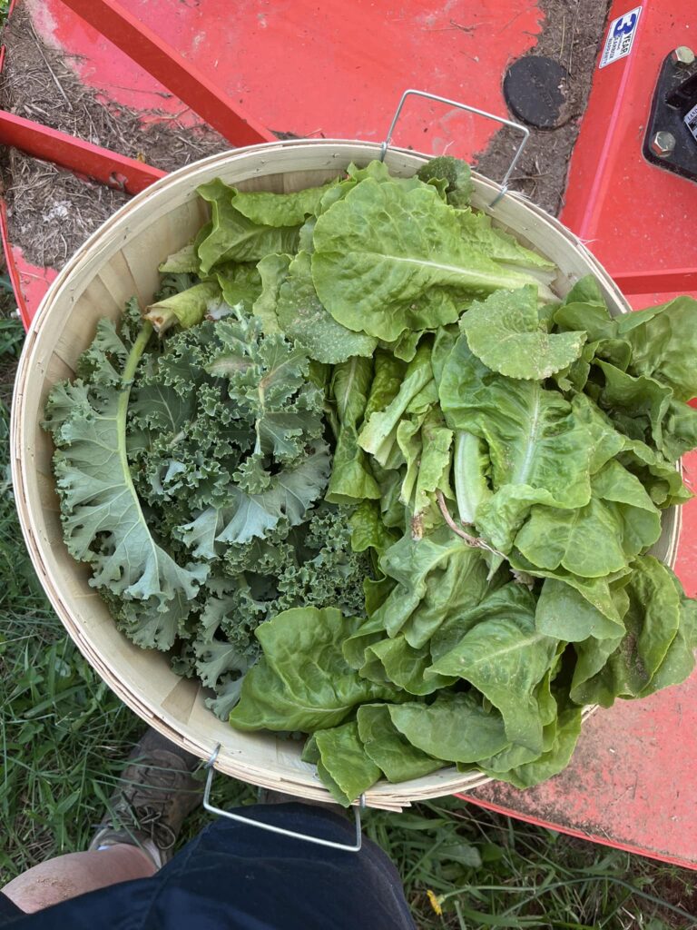 497517388 23870365032556075 1268541319029549872 n (1)