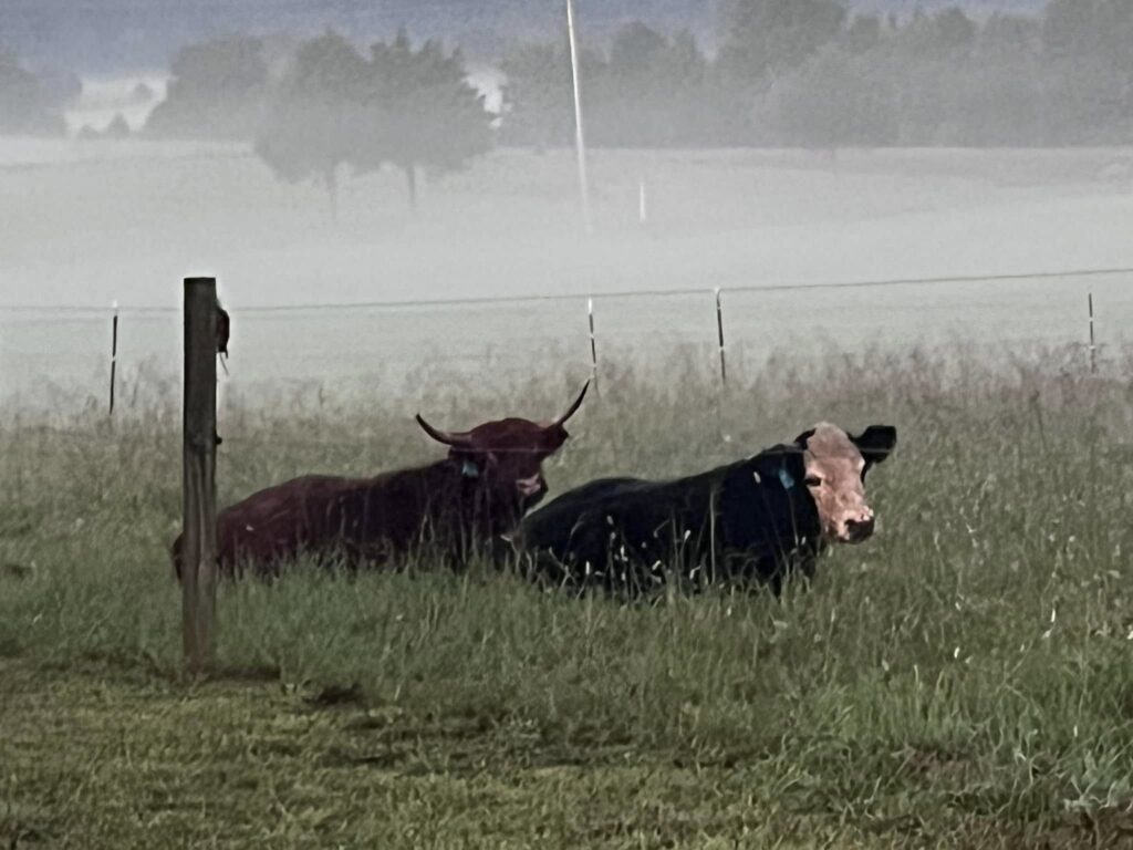 503414375 24022902310635679 5560898831354226372 n