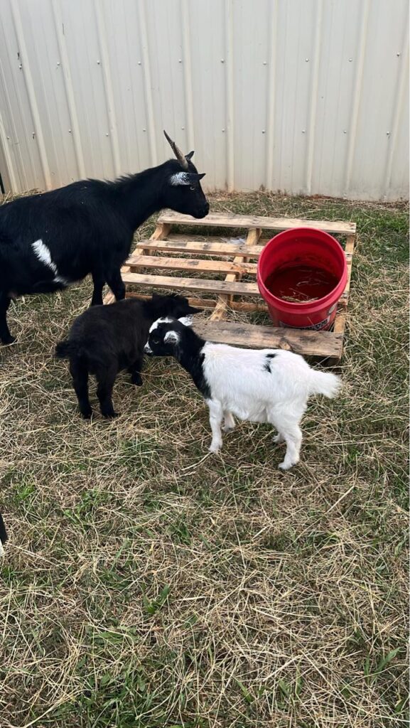 515671292 24291454147113826 7247237698251979600 n