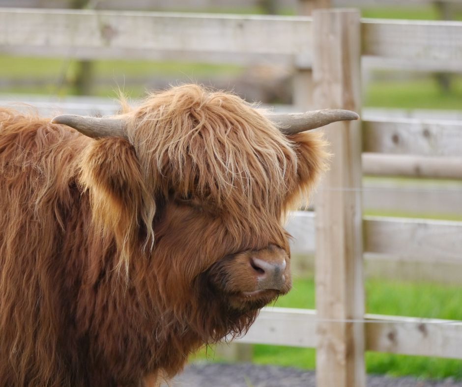 copy of untitled (4)