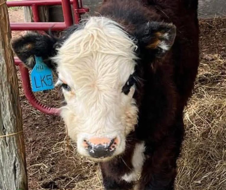 copy of untitled (6)